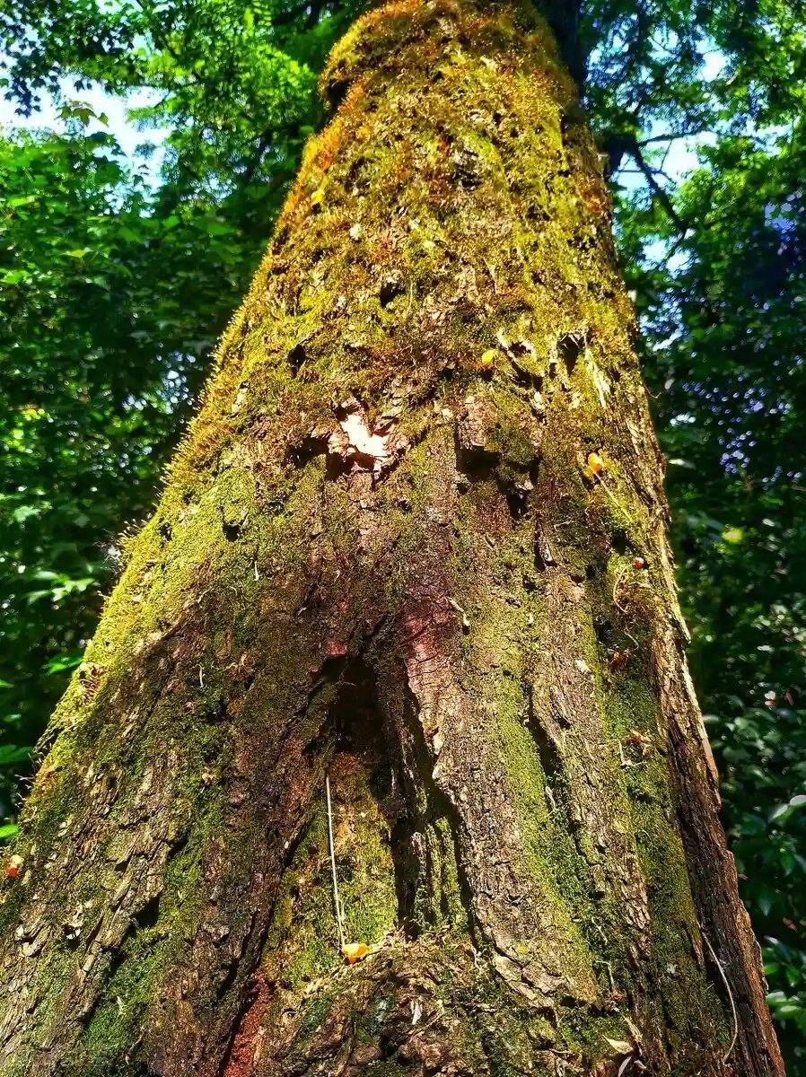 诗人艾青“烧荒”诗创作于八五二农场     作者：黄黎