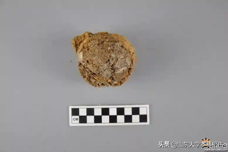 揭秘山东大学“超牛”学科，就业率100%，与欧美30余所高校、机构达成合作！