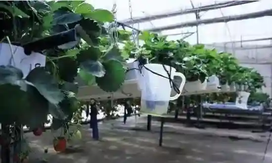 以色列农业影响世界的12种方式，你知道几个？